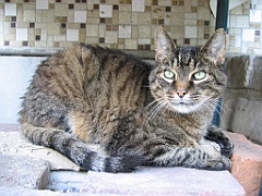 Micky sous la table 1